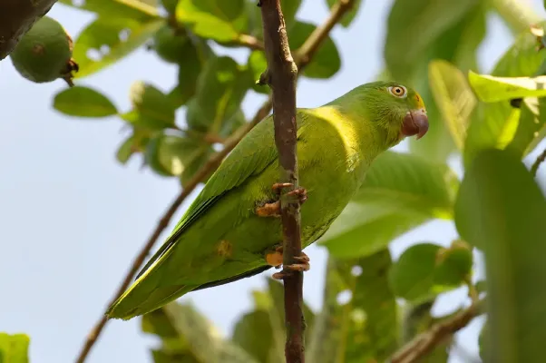 File:Brotogeris sanctithomae -Uarini, Amazonas, Brasil-8.jpg