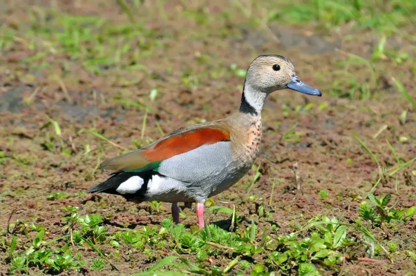 File:Callonetta leucophrys -Rio Grande, Rio Gande do Sul, Brazil -male-8.jpg