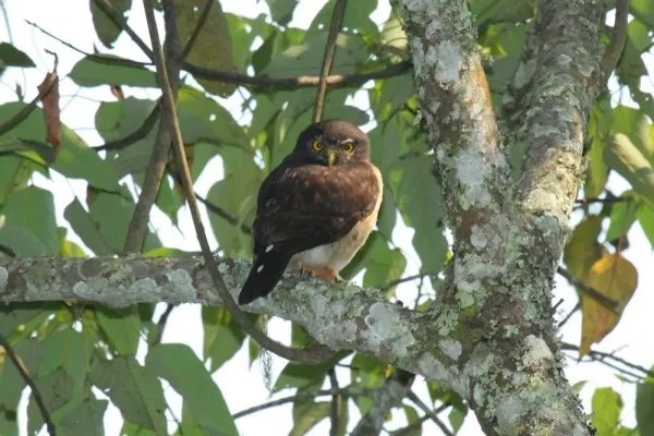 File:Glaucidium tephronotum 50707453.jpg