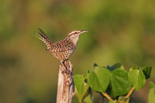 File:Campylorhynchus yucatanicus 102471469.jpg
