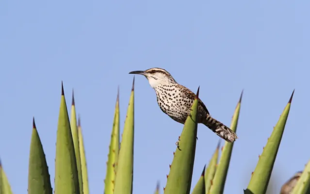 File:Campylorhynchus jocosus 93110451.jpg