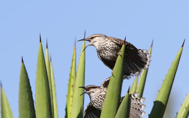 File:Campylorhynchus jocosus 93110511.jpg