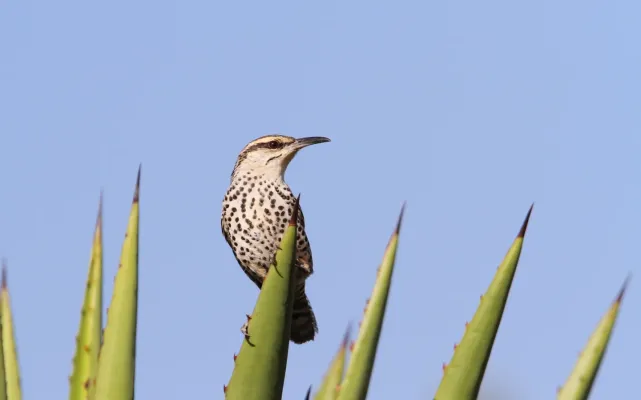 File:Campylorhynchus jocosus 93110340.jpg