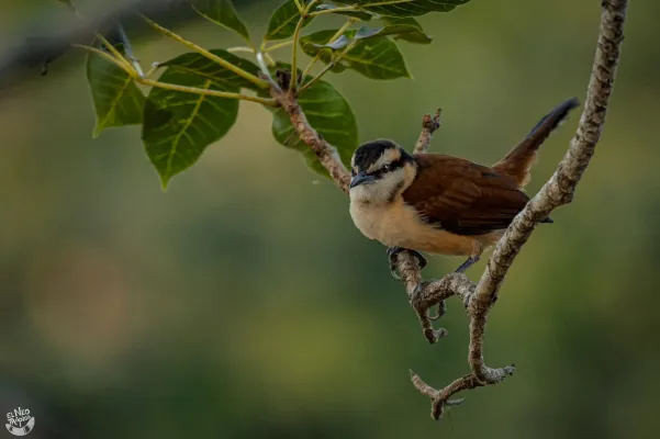 File:Campylorhynchus chiapensis 110697249.jpg