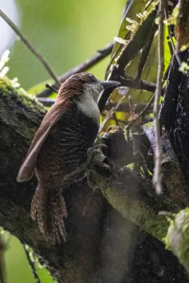 File:Pheugopedius fasciatoventris 209057076.jpg