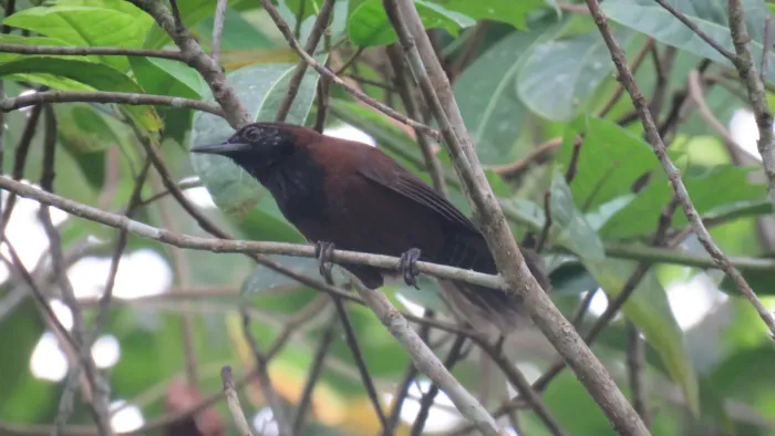 File:Pheugopedius atrogularis 219500862.jpg