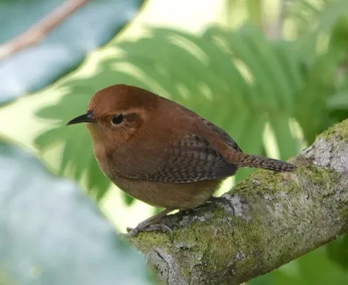 File:Troglodytes ochraceus 171476803.jpg