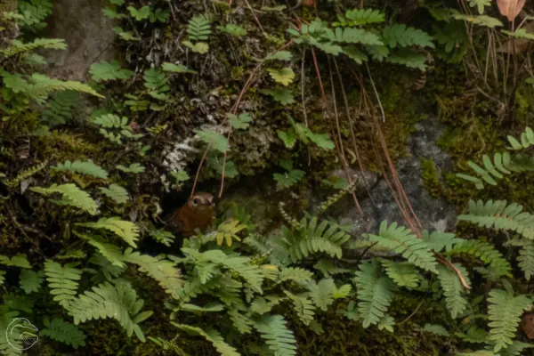 File:Troglodytes rufociliatus 188614652.jpg