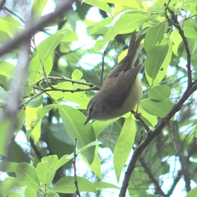 File:Horornis acanthizoides 40117918.jpg