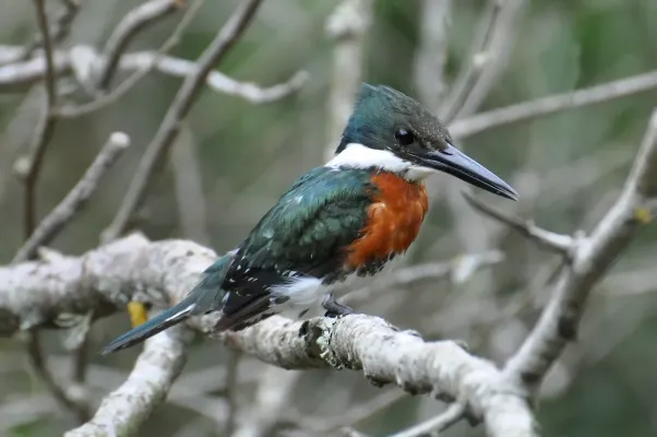 File:Chloroceryle americana -Capao do Leao, Rio Grande do Sul, Brasil -male-8.jpg