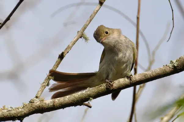 File:Elaenia parvirostris -Capao do Leao, Rio Grande do Sul, Brasil-8.jpg