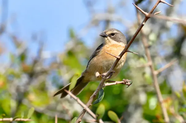 File:Donacospiza albifrons -Rocha, Uruguay-8.jpg