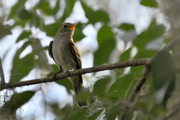 File:Elaenia mesoleuca -Capao do Leao, Rio Grande do Sul, Brasil-8.jpg