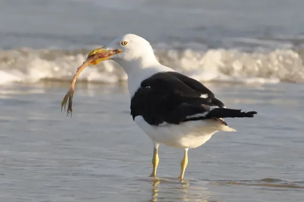 File:Larus dominicanus -Tavares, Rio Grande do Sul, Brazil -eating-8.jpg