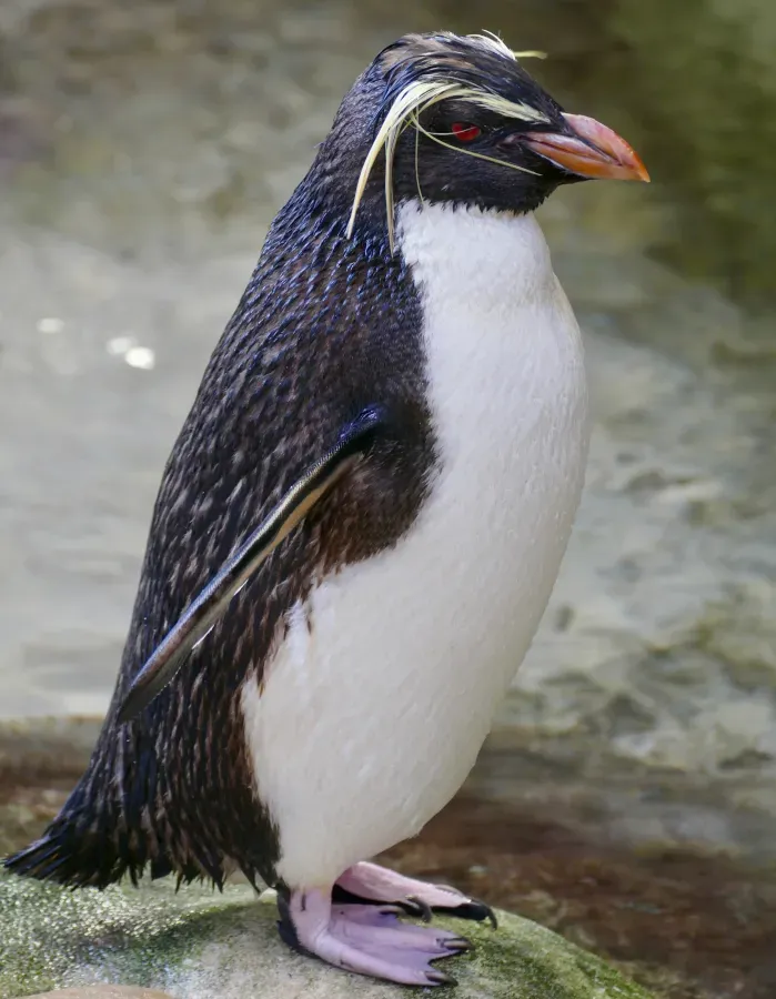 File:Southern Rockhopper Penguin (Eudyptes chrysocome) (52684860578).jpg