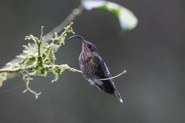 File:Eutoxeres aquila 176688368.jpg