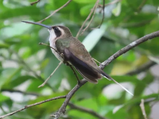 File:Phaethornis anthophilus 195414196.jpg