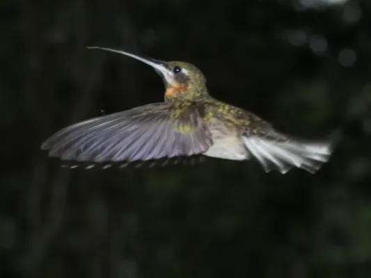 File:Threnetes leucurus 141668642.jpg
