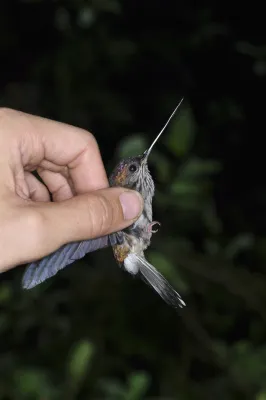 File:Androdon aequatorialis 29826233.jpg