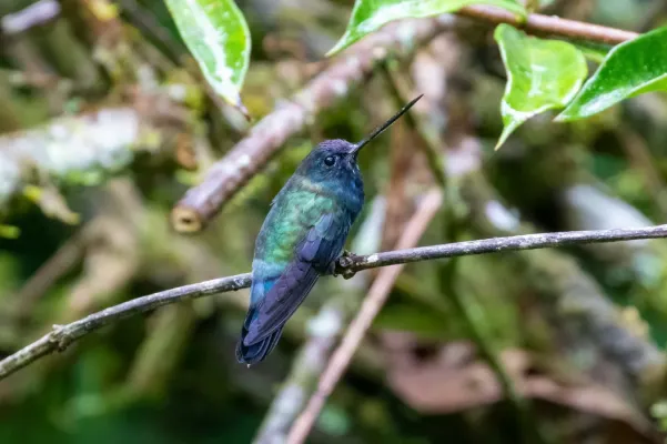 File:Doryfera johannae 114213378.jpg