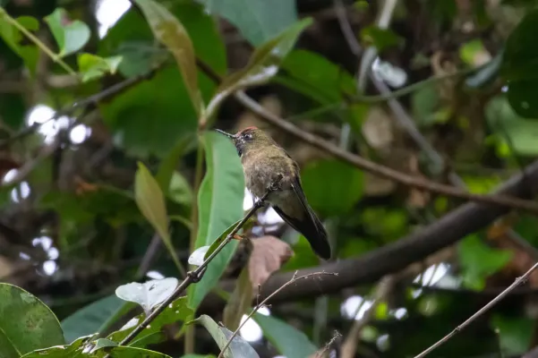 File:Chalcostigma ruficeps 111899828.jpg