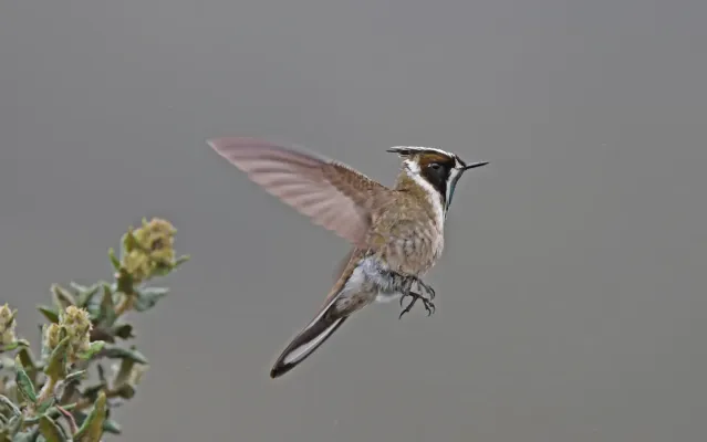 File:Oxypogon guerinii 236915235.jpg