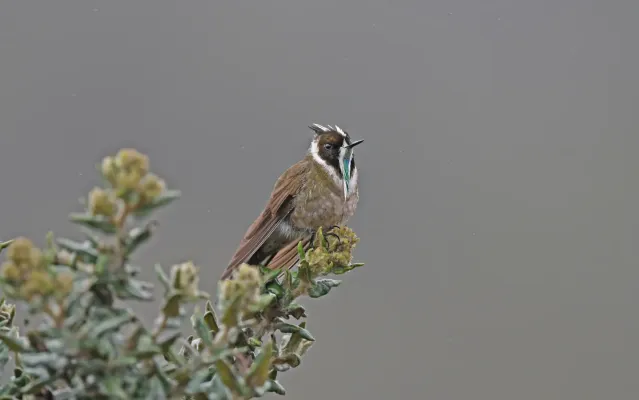 File:Oxypogon guerinii 236915207.jpg