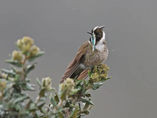 File:Oxypogon guerinii 236915214.jpg