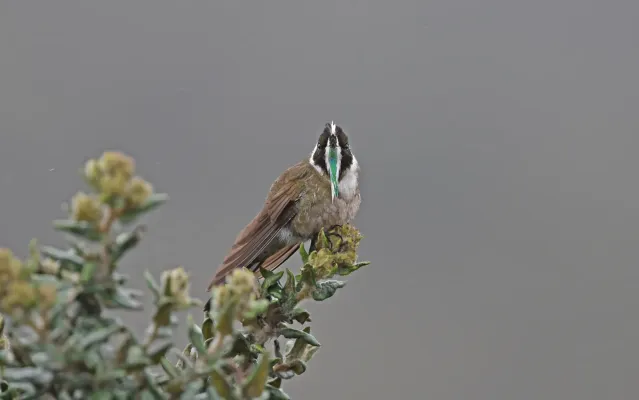 File:Oxypogon guerinii 236915231.jpg