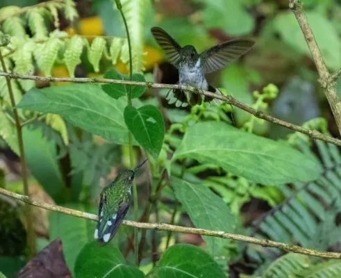 File:Phlogophilus hemileucurus 113891766.jpg