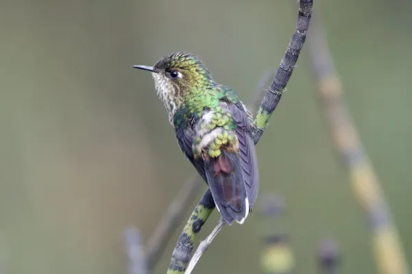 File:Ramphomicron microrhynchum 248981309.jpg