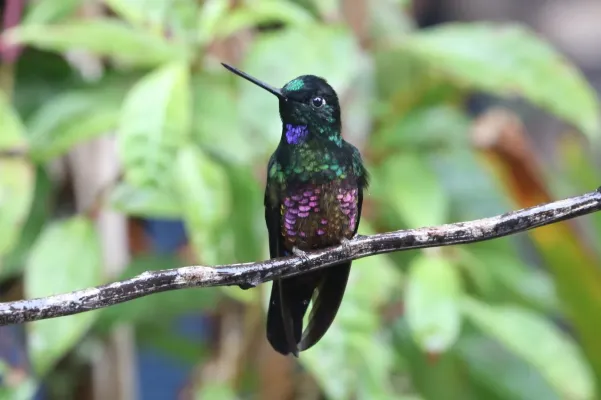 File:Coeligena helianthea 181480393.jpg