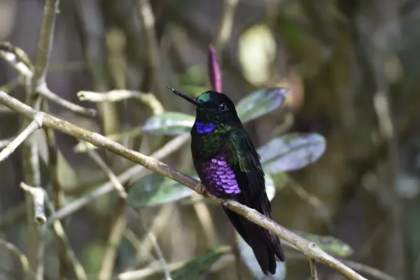 File:Coeligena helianthea 177975800.jpg