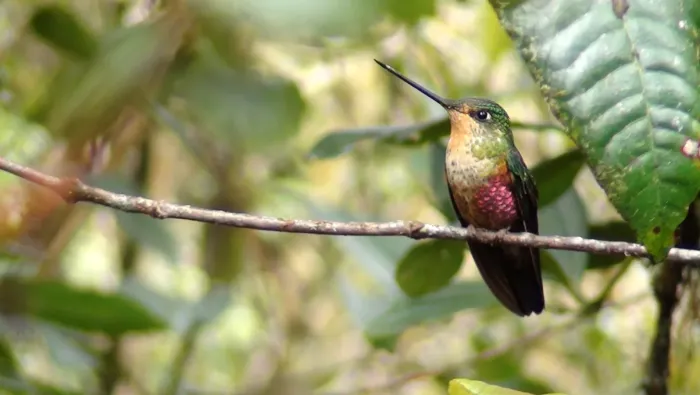 File:Coeligena helianthea 29472948.jpg