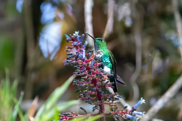 File:Eriocnemis aline 104126190.jpg