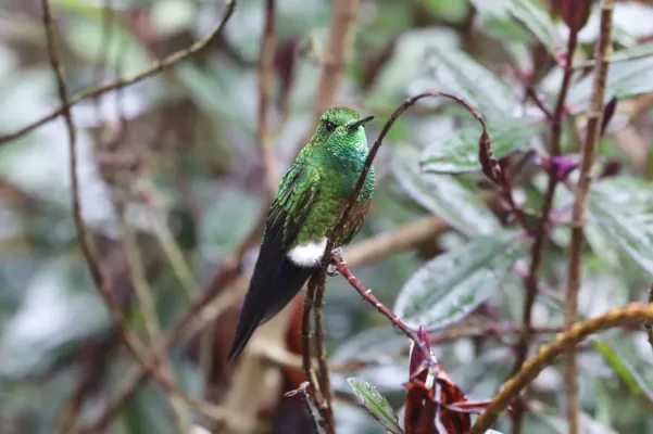 File:Eriocnemis cupreoventris 181480450.jpg