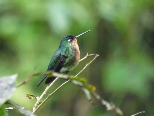 File:Eriocnemis glaucopoides 107016220.jpg
