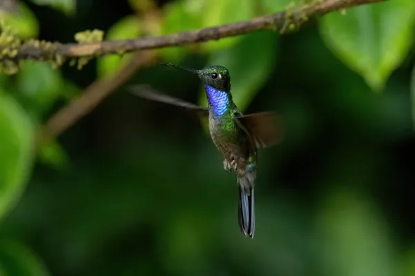 File:Campylopterus villaviscensio 246271842.jpg