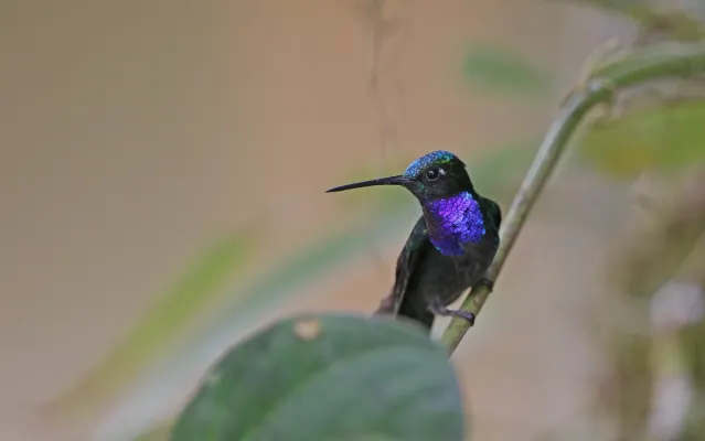 File:Campylopterus villaviscensio 168090868.jpg