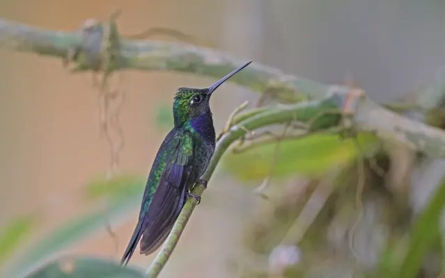 File:Campylopterus villaviscensio 168090944.jpg