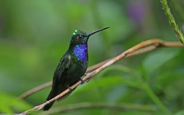 File:Campylopterus villaviscensio 166955992.jpg