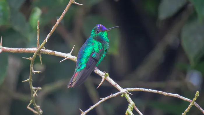 File:Goldmania violiceps 213644506.jpg