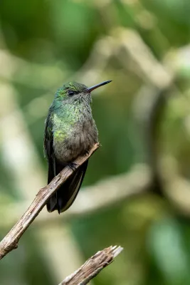 File:Phaeochroa cuvierii 211365584.jpg