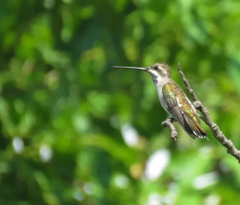 File:Heliomaster constantii 100096182.jpg