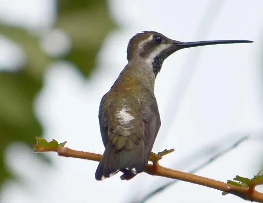 File:Heliomaster constantii 2398193.jpg
