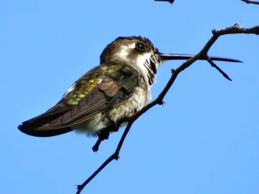 File:Heliomaster constantii 972398.jpg
