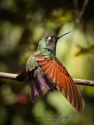 File:Lamprolaima rhami 119772701.jpg