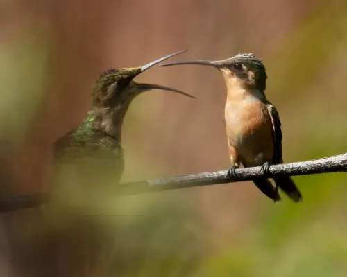File:Doricha enicura 107113985.jpg