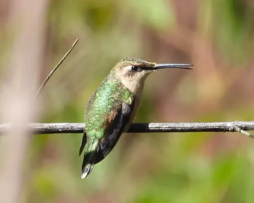 File:Doricha enicura 107113849.jpg