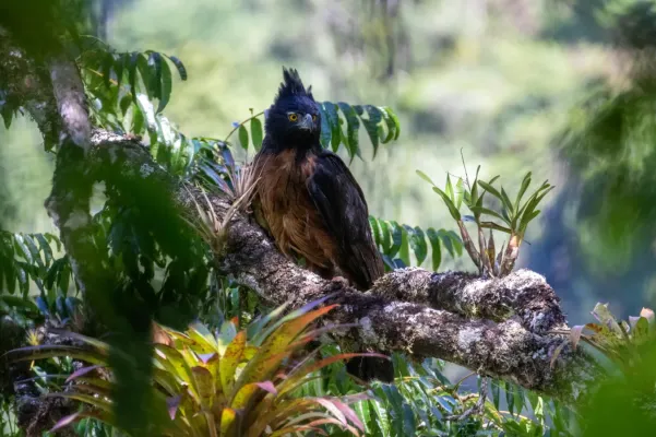 File:Spizaetus isidori 97020072.jpg